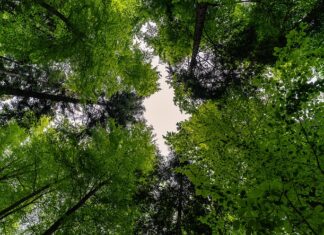 Co zamiast baldachimu?