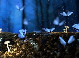 Czy można hodować grzyby w domu?