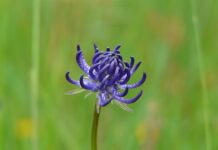 Co oznacza czarci krąg?