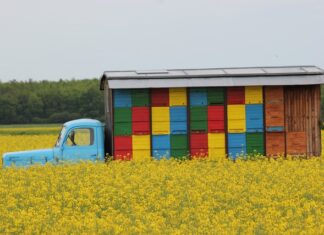 Czy można mieć ule na balkonie? Czy można mieć ule na balkonie?