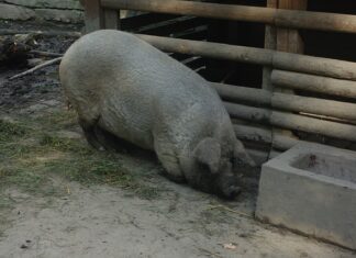 Jak zrobić zwierzątka z rolki po papierze toaletowym?