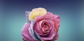 Czym się różni halogen od zwykłej żarówki?