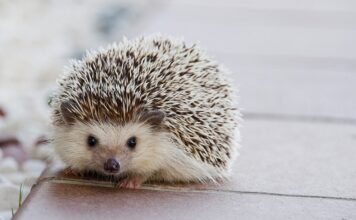 Jaki kołek do Wkręta 6?