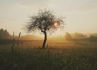Czy rana bez szycia się zagoi? Czy rana bez szycia się zagoi?