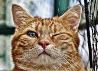 Do czego zbliżone są oczka w hamaku?