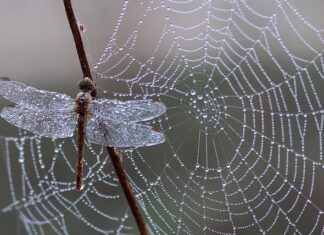 Jak zrobić sztuczną pajęczynę z waty?
