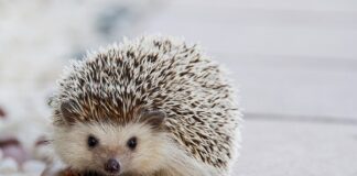 Co to jest kołek ramowy?